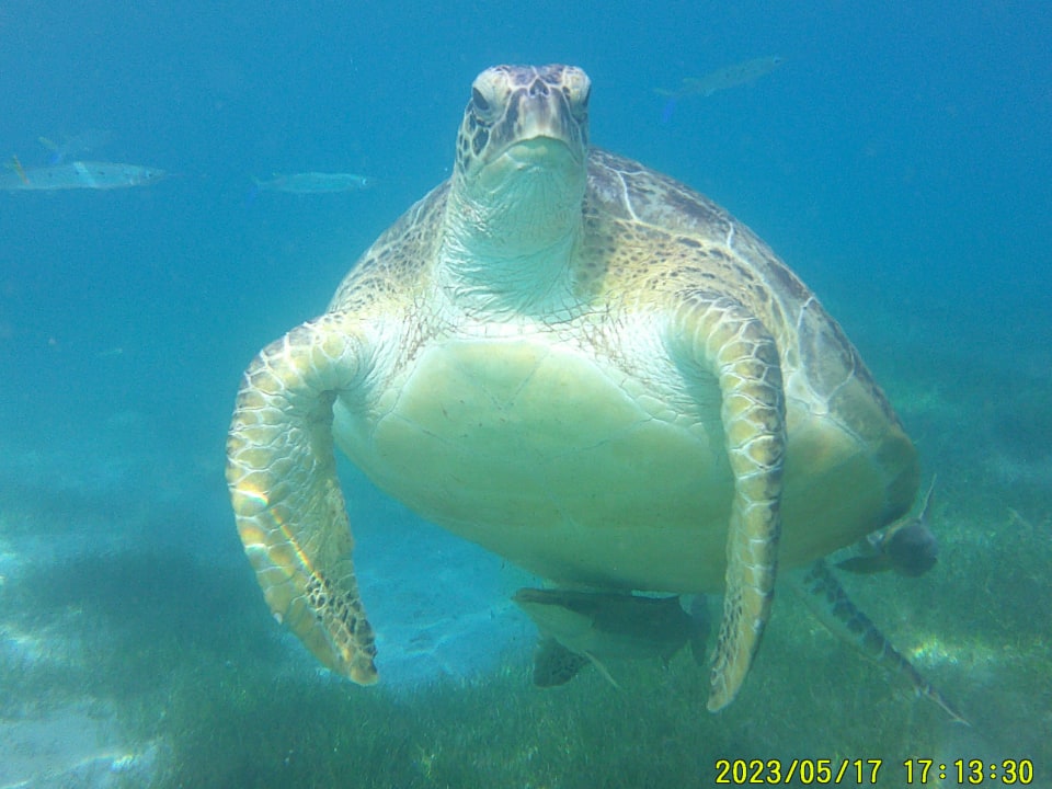 Sport & Freizeit Shams Prestige Abu Soma-Adults Only