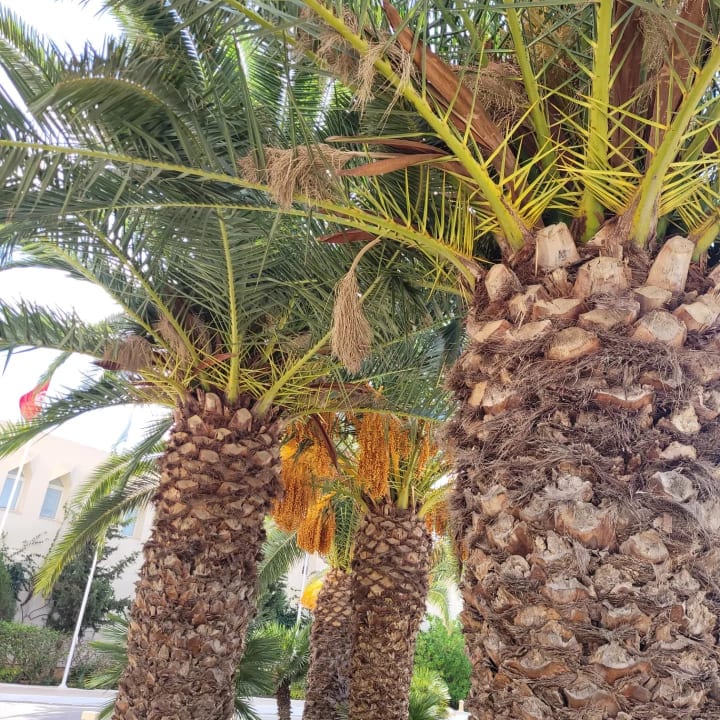 Außenansicht Iberostar Waves Averroes