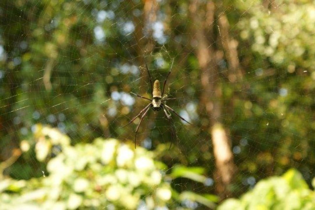 Dschungelbewohner handtellergroß (mit Beinen) Moracea by Khao Lak Resort