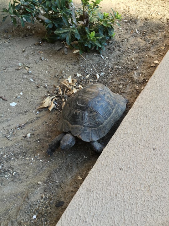 Garten Asteria Family Belek
