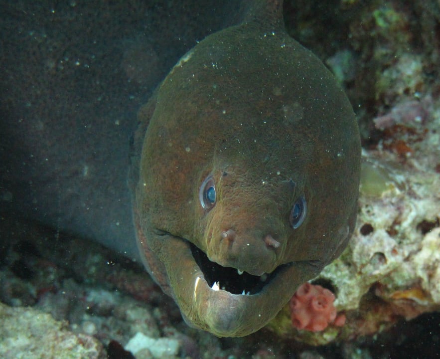 Muräne Embudu Village