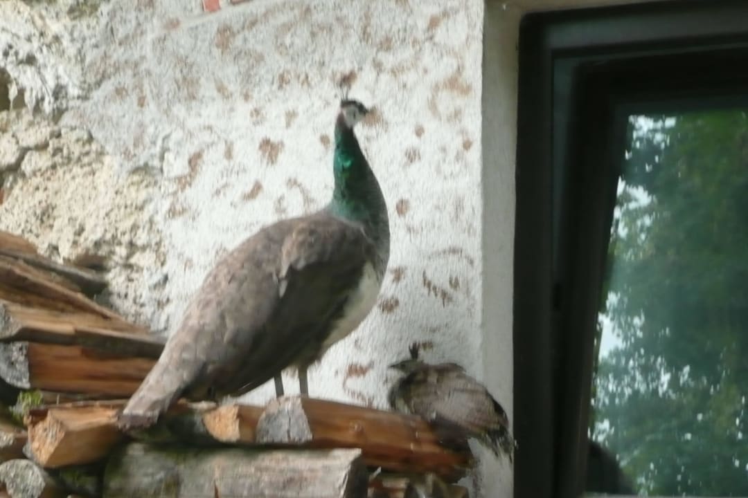 Pfau vorm Fenster Bergpension Maroldhof
