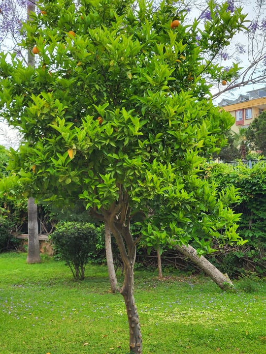 Gartenanlage Labranda Alantur Resort