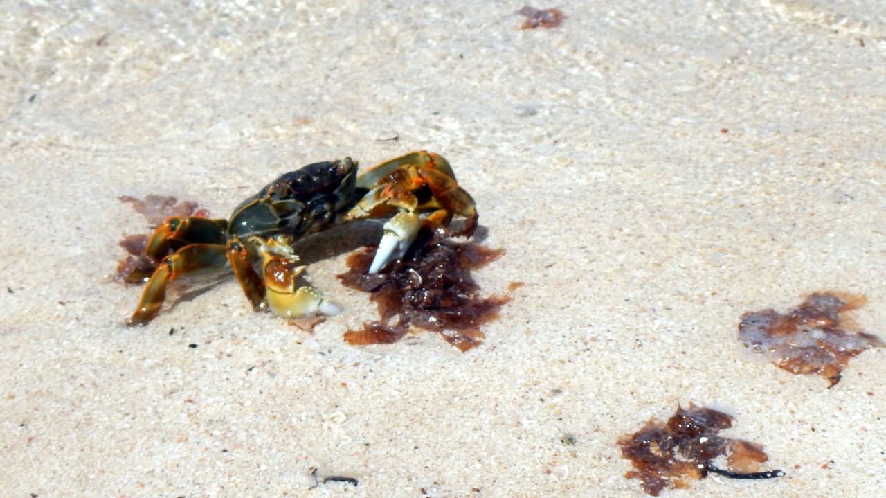 Strandbewohner Hotel Gorgonia Beach Resort