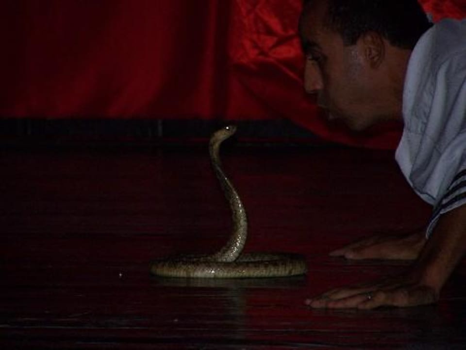 Animation Desert Rose