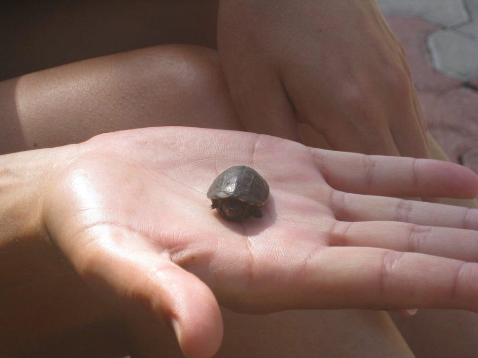 Schildkrötenfund Grand Palladium Select White Sand Resort & Spa