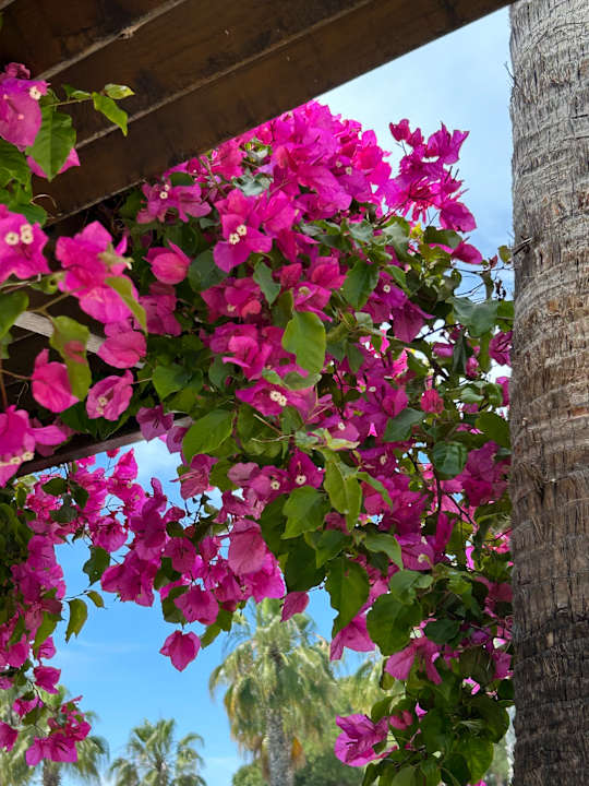 Gartenanlage Trendy Palm Beach (Adults Only, 16+)