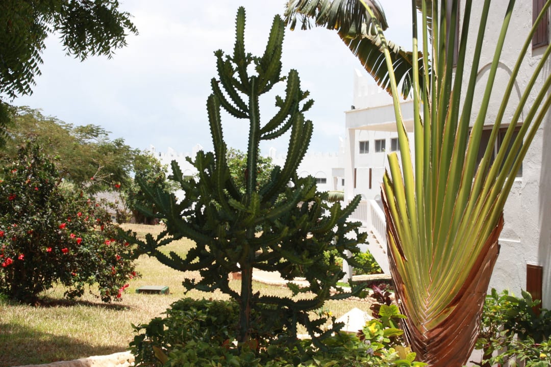 Tolle Show Royal Zanzibar Beach Resort