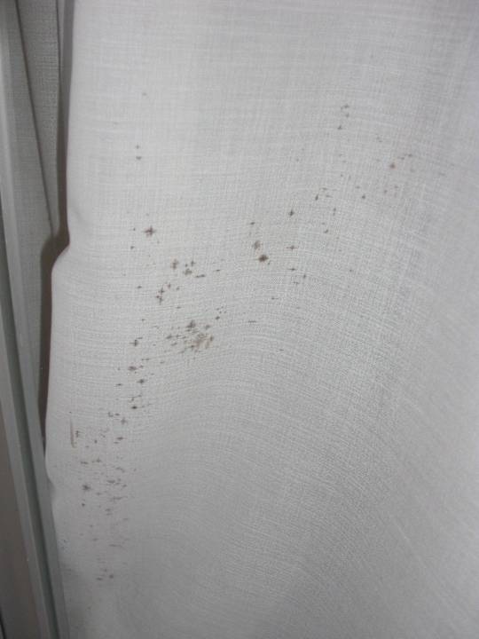 Schimmel Bei Juan Playa Blanca