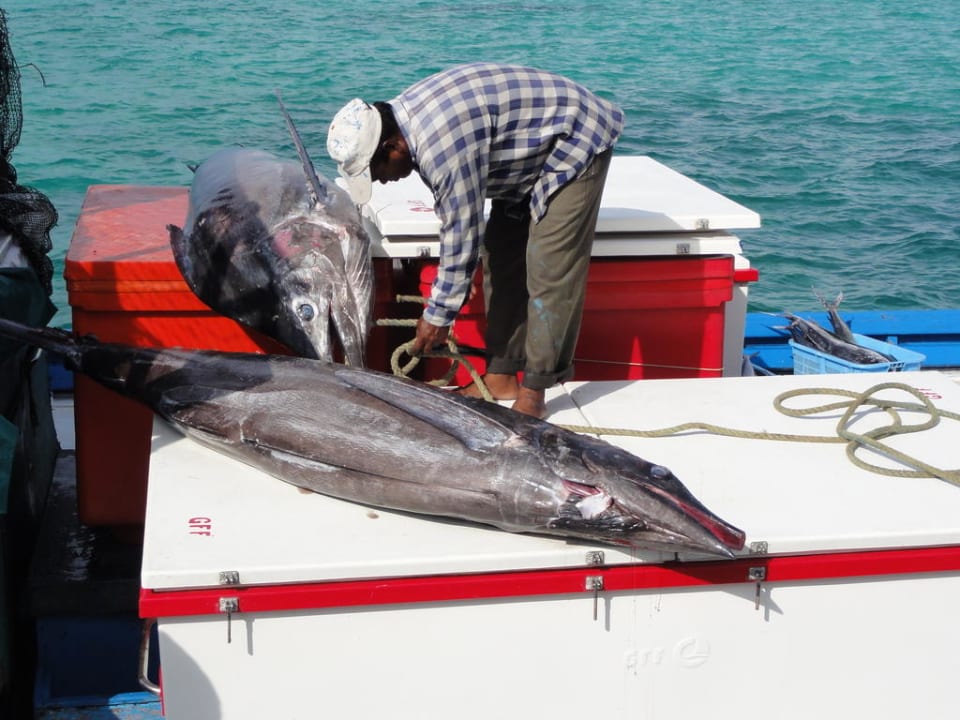 Fischfang Marlin Kuredu Kuredu Island Resort & Spa