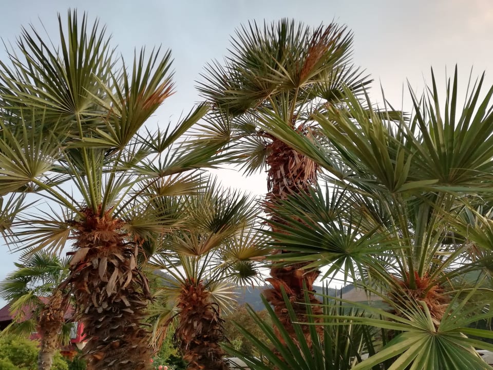 Gartenanlage Hotel Restaurant Rebstock Durbach