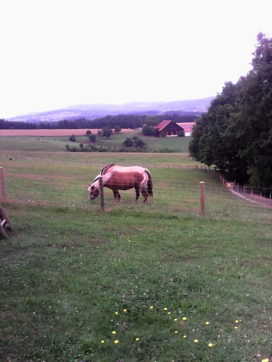 Haustierhof gehört dazu Kirchenwirt Zacher