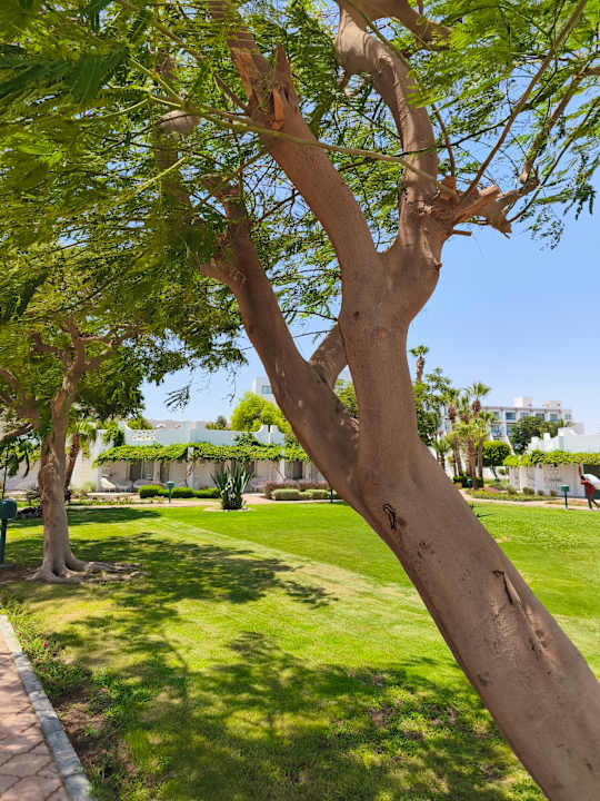 Gartenanlage Shams Safaga Resort