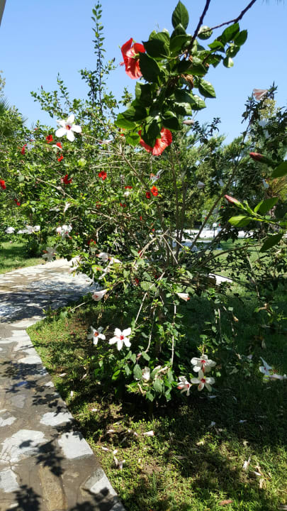 Garten Atlantica Thalassa Hotel