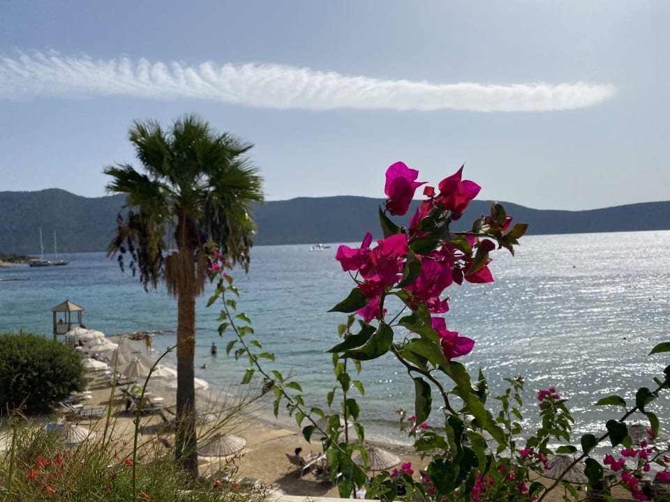 Ausblick TUI MAGIC LIFE Bodrum - Adult Only (16+)