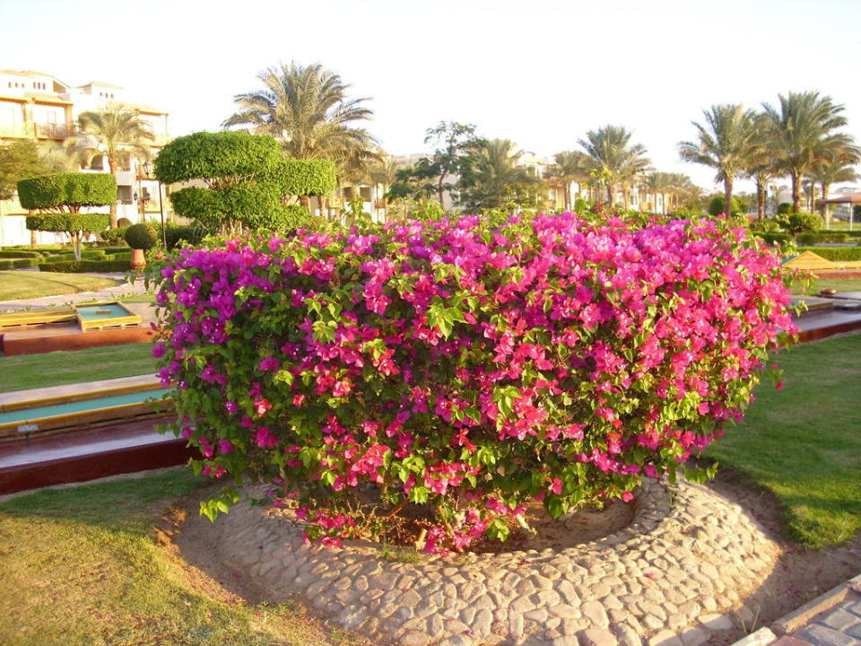Schöne Pflanzen Pickalbatros Dana Beach Resort - Hurghada