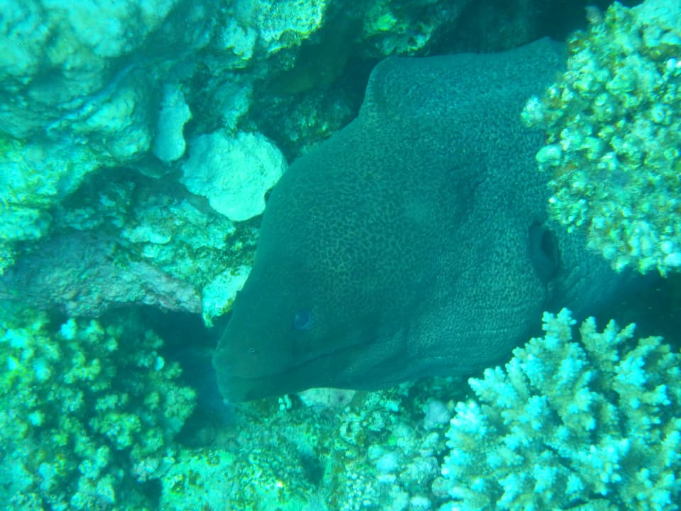 Strand Bliss Nada Beach Resort