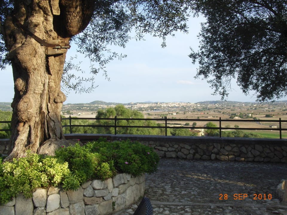 Alte Olive im Hof Finca Serena