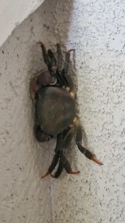 Gartenanlage Paradis Beachcomber Golf Resort & Spa