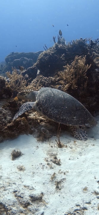 Strand Akumal Bay Beach & Wellness Resort