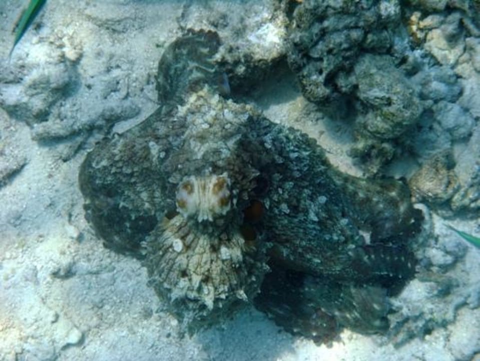 Unterwasser Eri Maldives