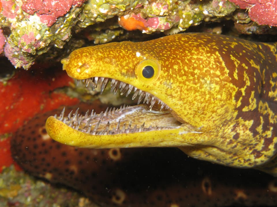 Tauchen ROBINSON ESQUINZO PLAYA