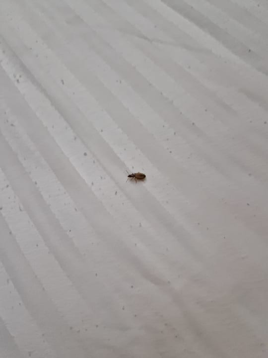 Zimmer Jaz Grand Marsa