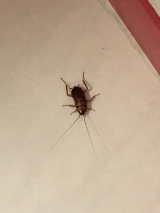 Zimmer Ilios K Village Resort