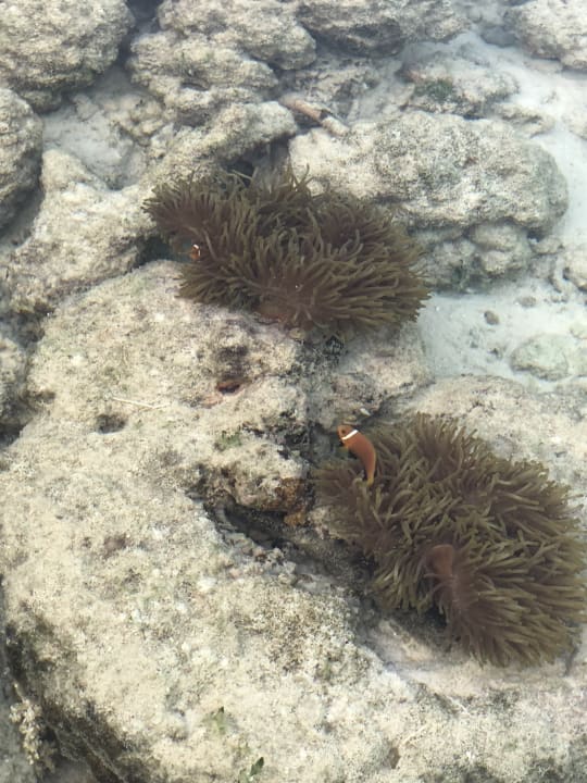 Strand Summer Island Maldives