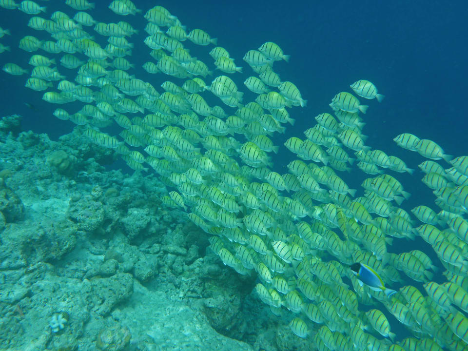 Schwarm Adaaran Select Meedhupparu Island Resort - Premium All Inclusive