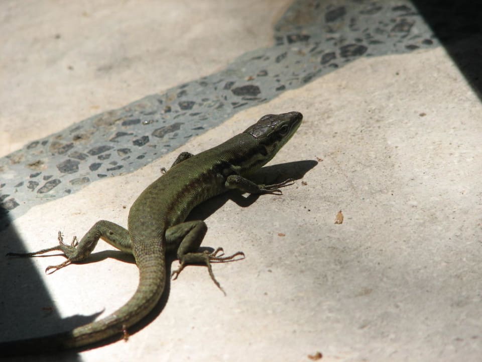 Jaszczurka  Asteria Family Belek