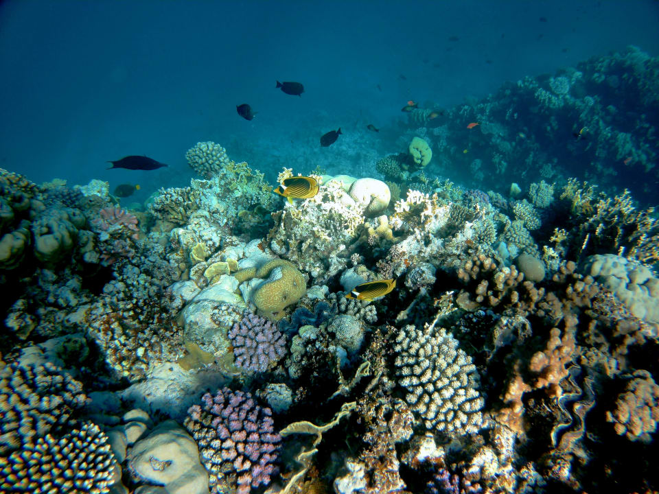 Sport & Freizeit Three Corners Sea Beach Resort