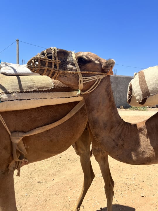 Sport & Freizeit Houda Golf & Beach Club