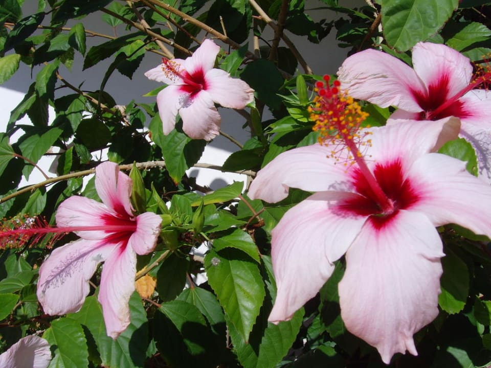 Wunderschöne Blüten in der Hotelanlage Aldiana Club Rocca Nettuno Calabria