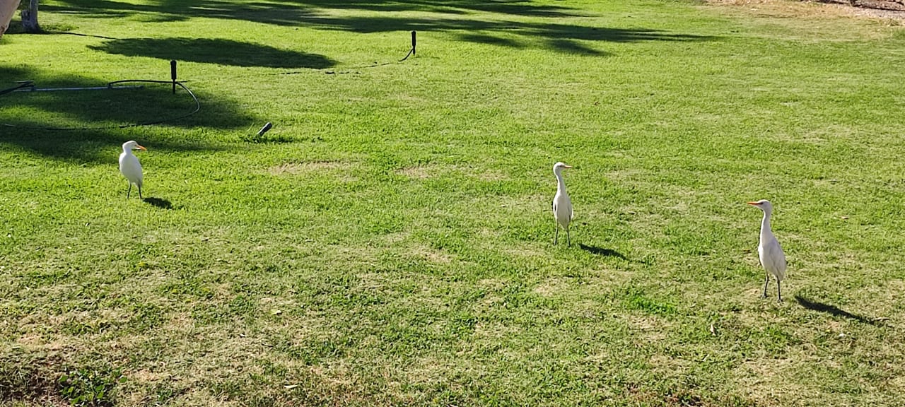 Gartenanlage Lotus Bay Beach Resort