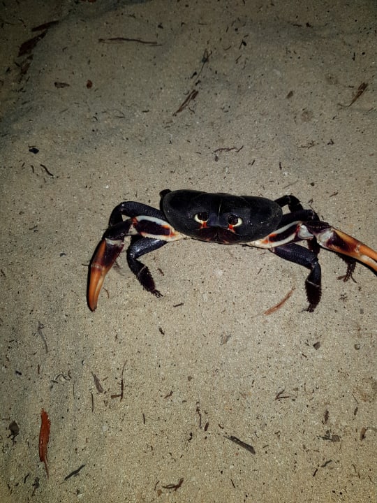 Strand Hotel Viva Dominicus Palace by Wyndham-All Inclusive Resort