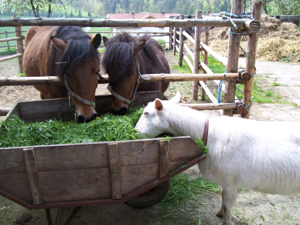 Sonstiges Schuniglhof /  Ferienwohnungen
