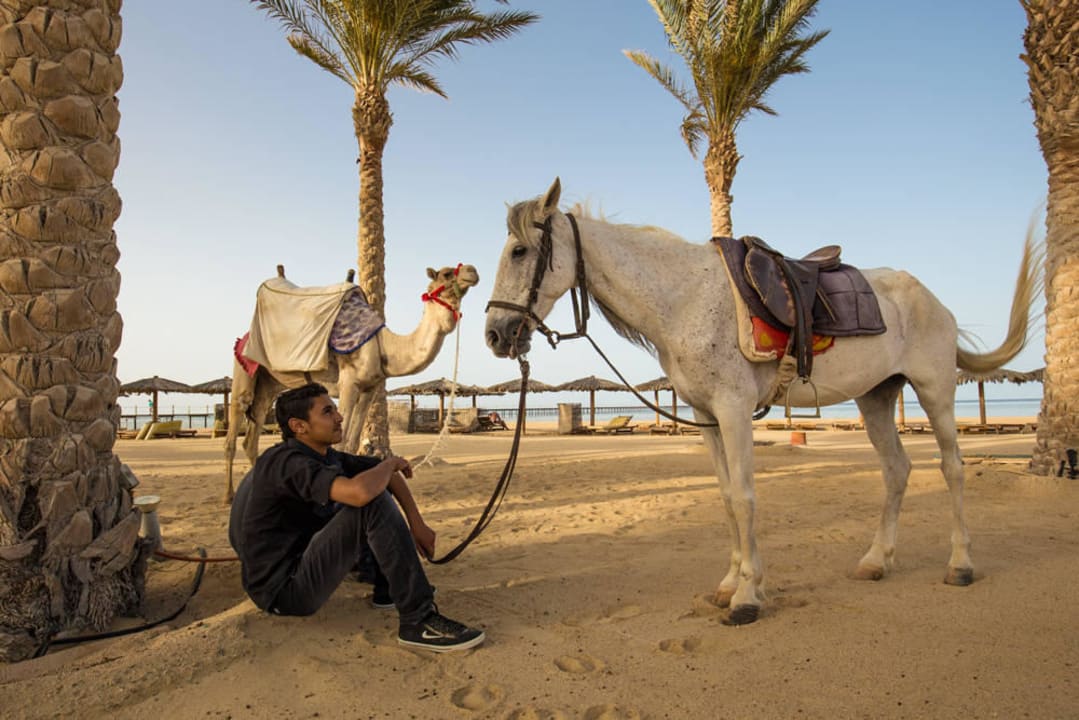 Kamel- & Pferdetouren auf dem Hotelstrand Casa Mare Resort