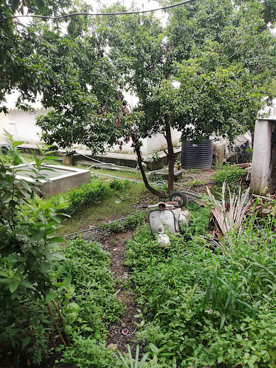 Gartenanlage Hotel Shree Vilas Orchid