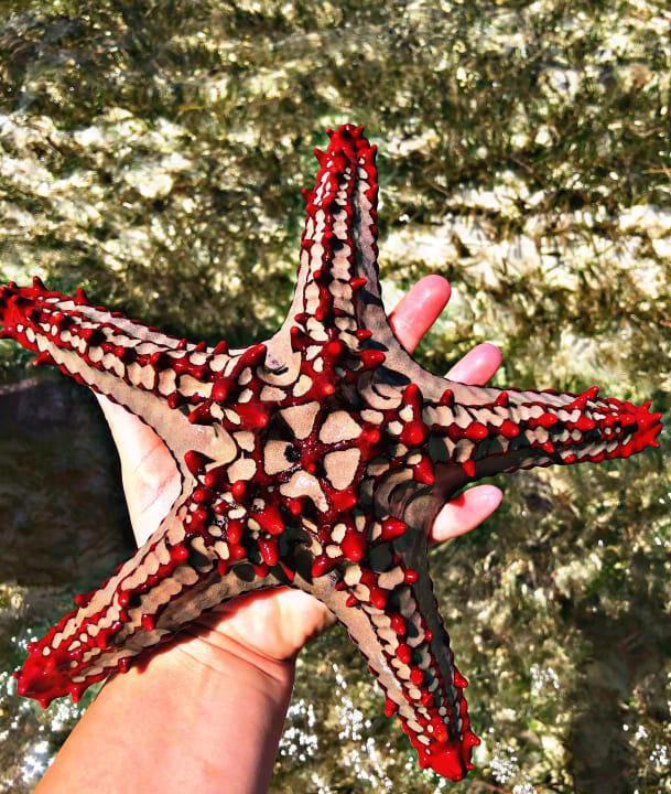 Strand Neptune Village Beach Resort & Spa