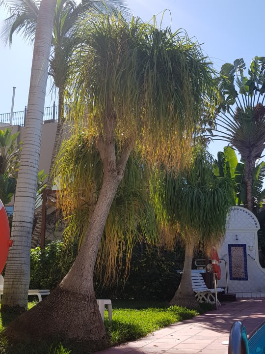 Gartenanlage Apartamentos Nogalera