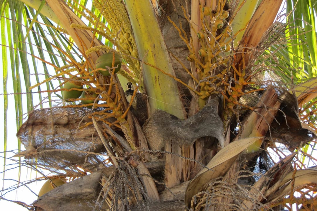 Mönchssittich in der Kokospalme allsun Hotel Esplendido