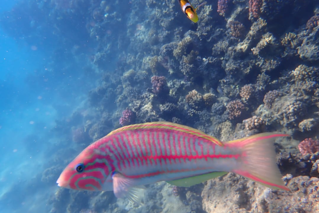 Strand Cleopatra Luxury Resort Makadi Bay