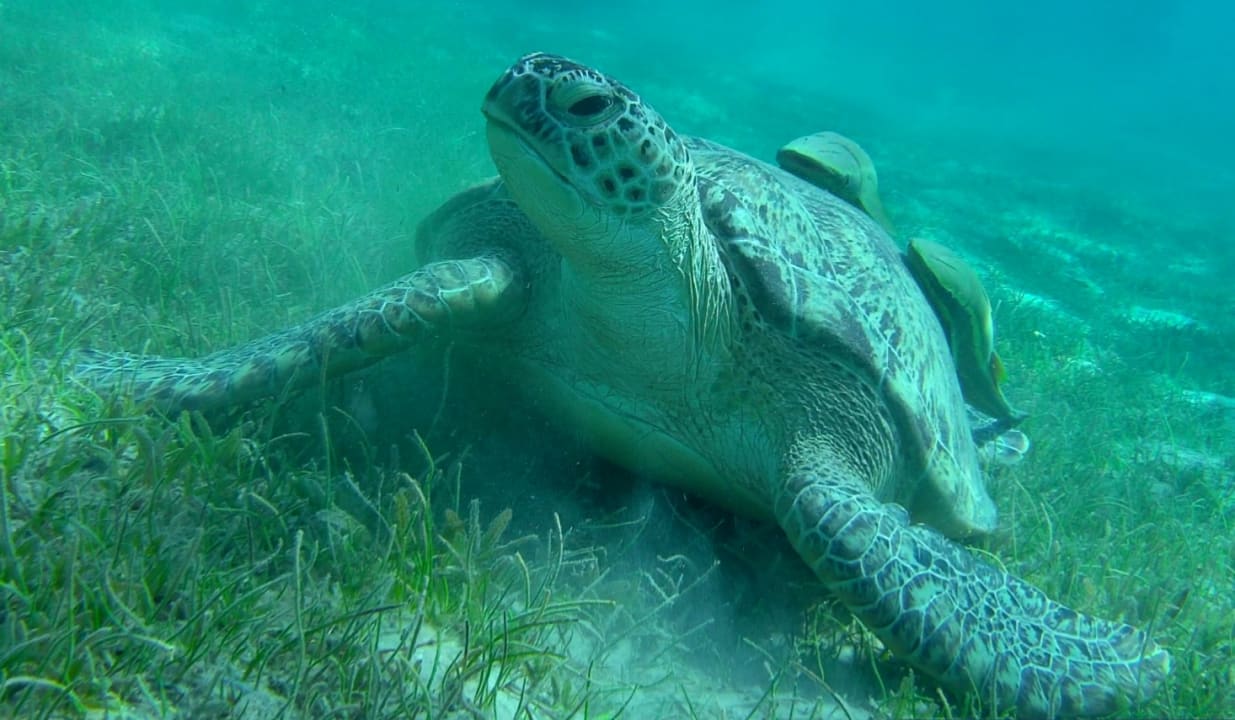 Sport & Freizeit Imperial Shams Abu Soma