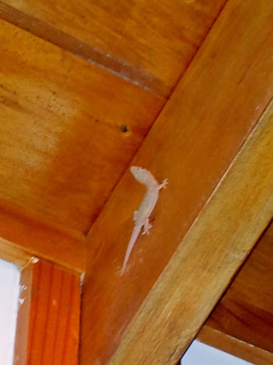 Gecko im Bad Meeru Maldives Resort Island