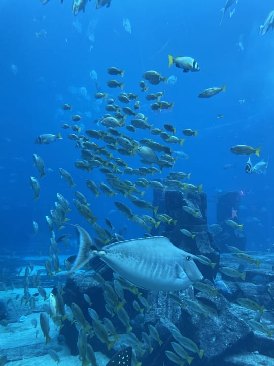 Sport & Freizeit Atlantis, The Palm