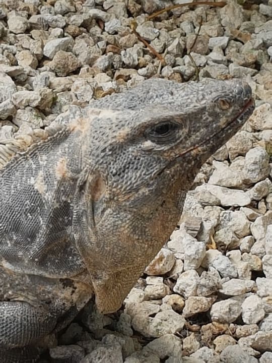 Sonstiges TUI BLUE El Dorado Seaside Suites