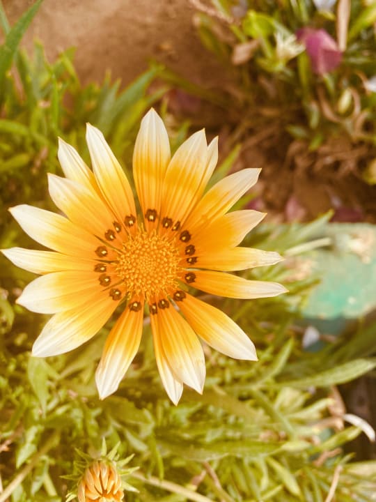 Gartenanlage Steigenberger Coraya Beach - Adults only