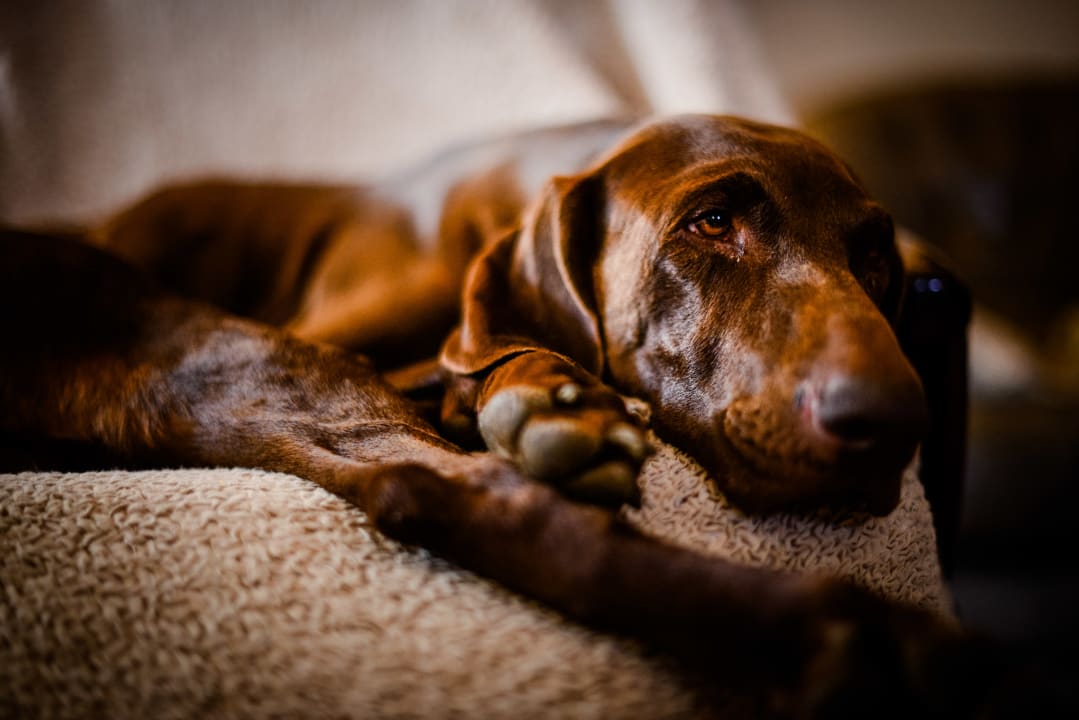 Sonstiges Ferienwohnungen Gullyhof