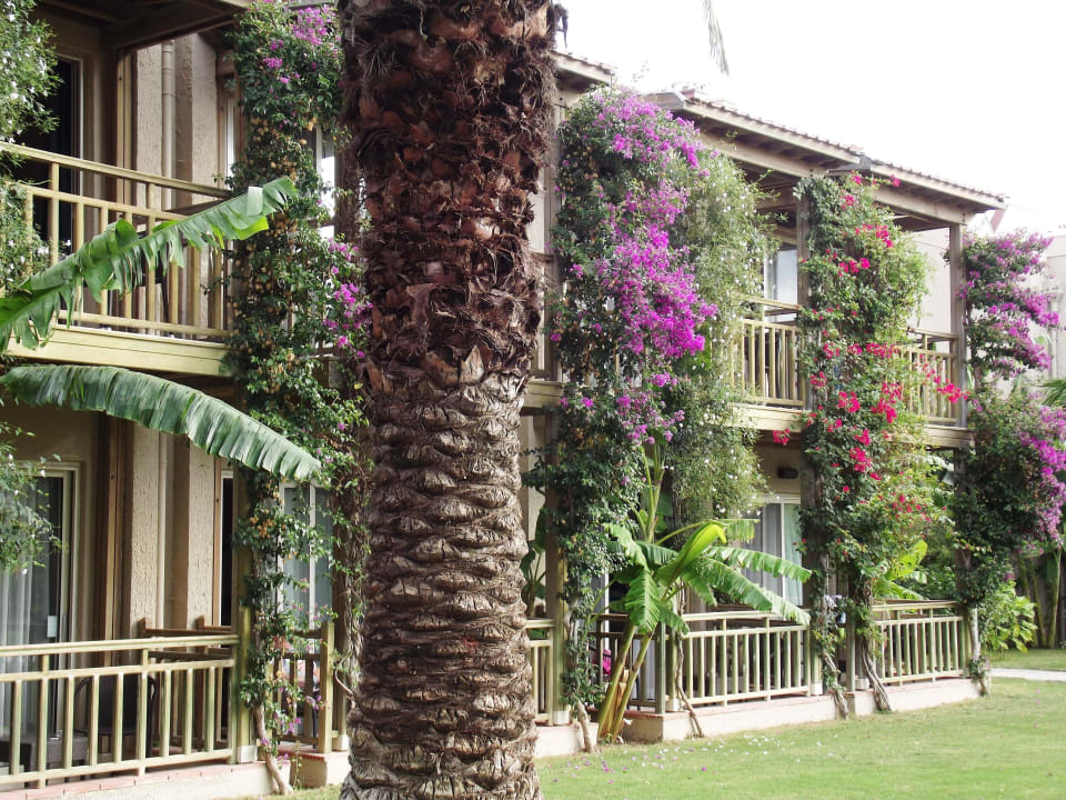 Bungalows Paloma Oceana